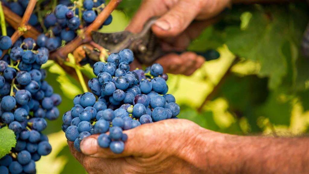 Bei der Weinernte in Italien